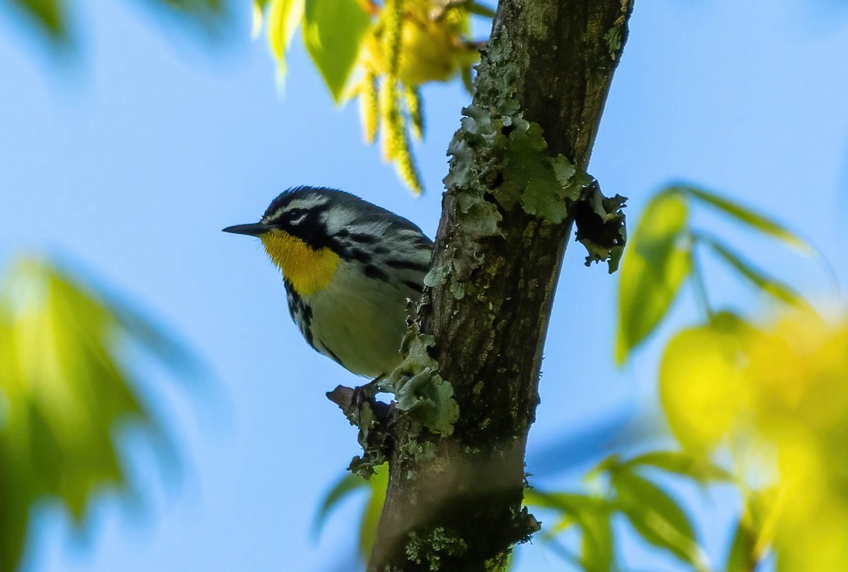 Yellow-throated Warbler - ML559330671