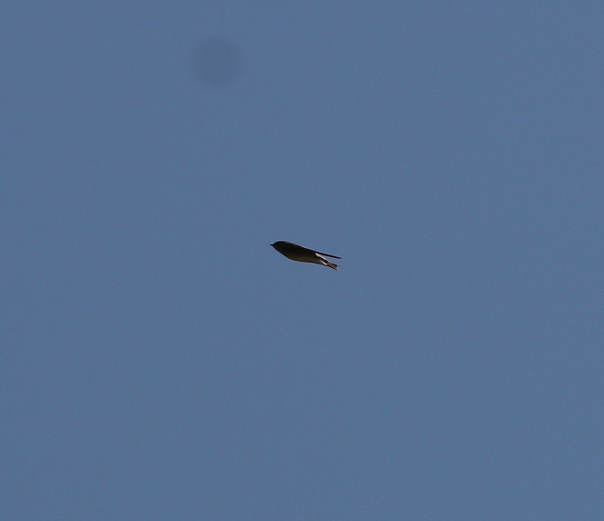 hirondelle sp. - ML559331231