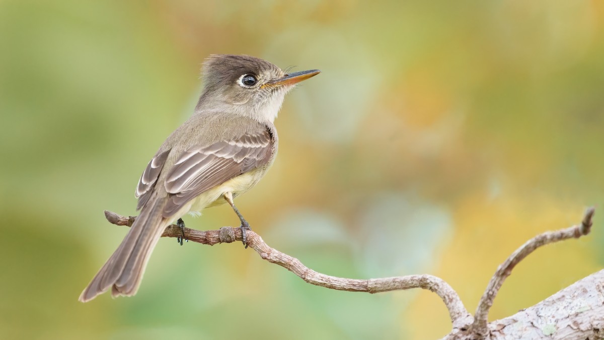 Cuban Pewee - ML559332061