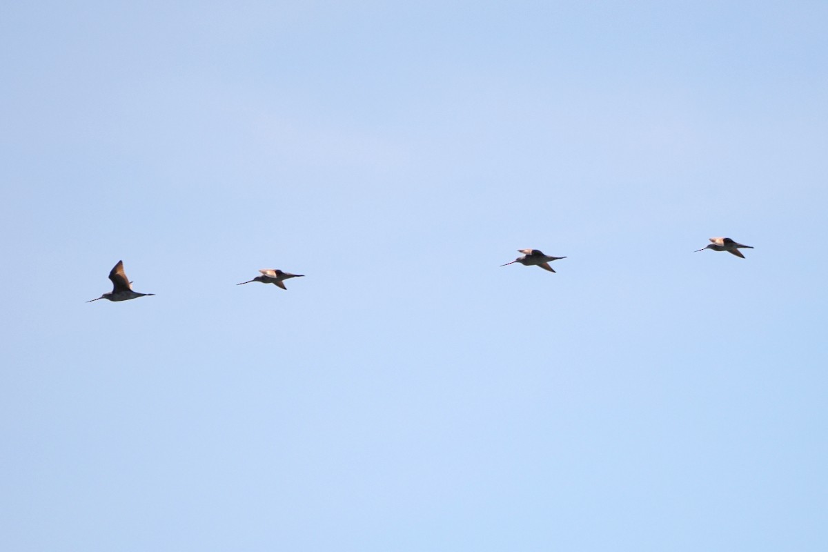 Marbled Godwit - ML559332241