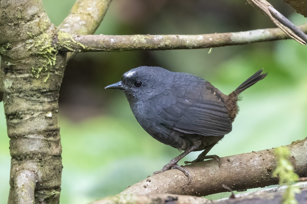 Santa Marta Tapaculo - Niall D Perrins