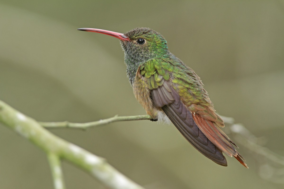 Buff-bellied Hummingbird - Volker Hesse