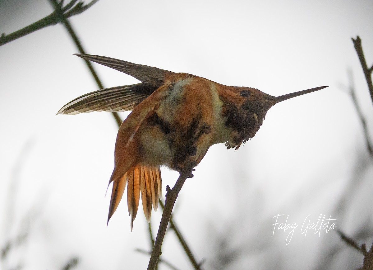 Rufous Hummingbird - ML559334481