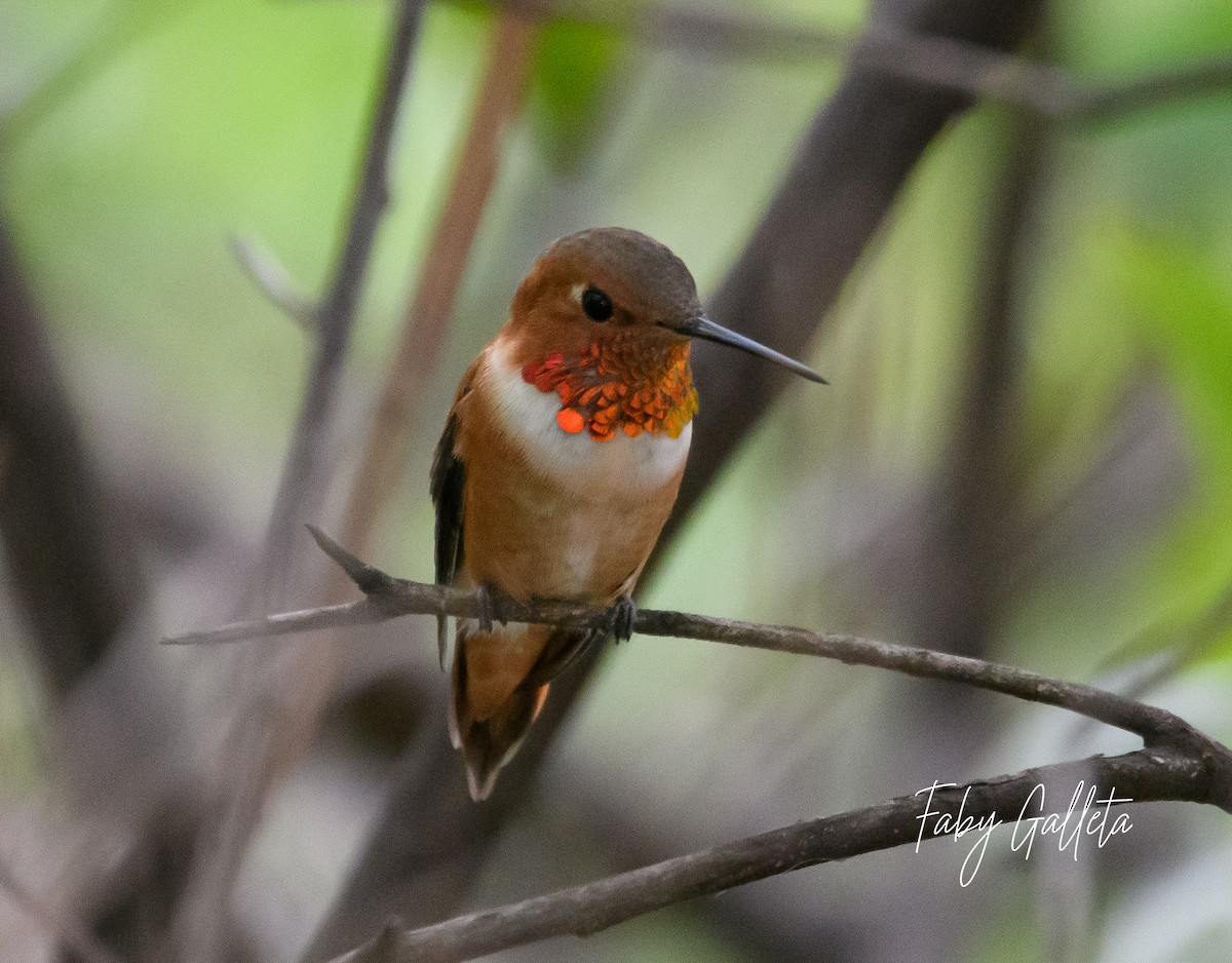 Rufous Hummingbird - ML559334491