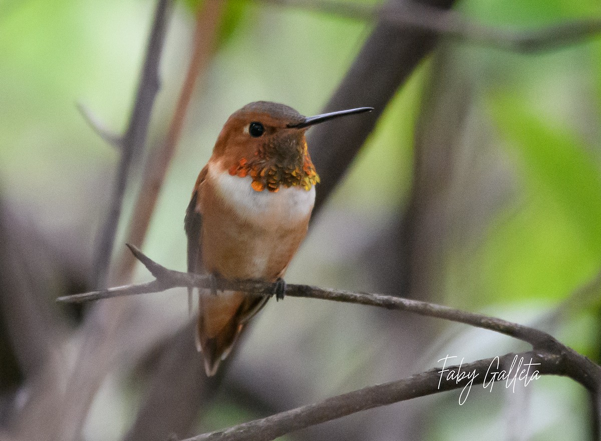 Rufous Hummingbird - ML559334501