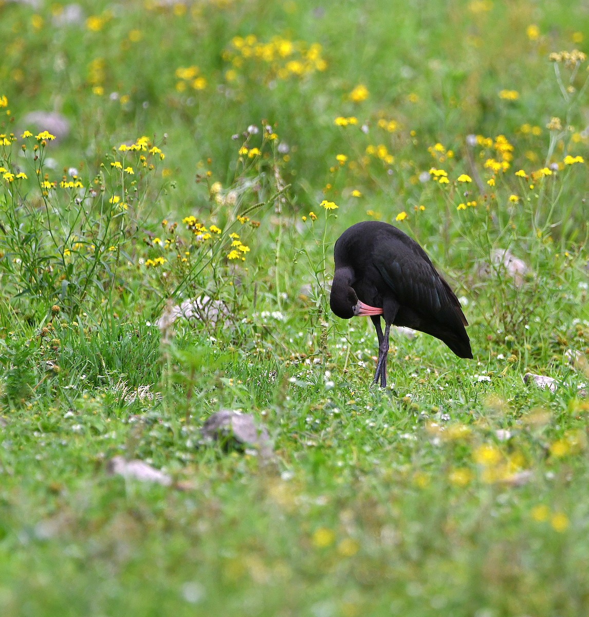 Bare-faced Ibis - ML559335531