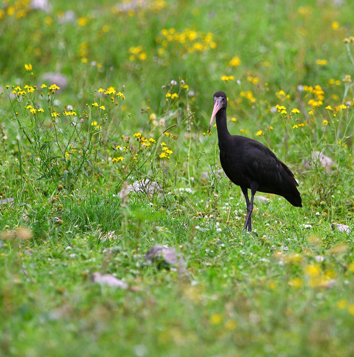 Bare-faced Ibis - ML559335601