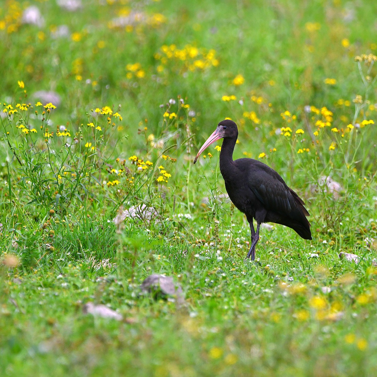 Bare-faced Ibis - ML559335641