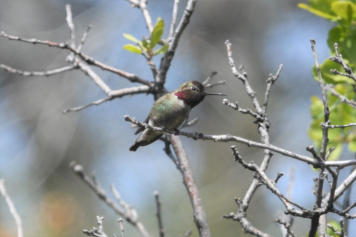 Anna's Hummingbird - ML559337161