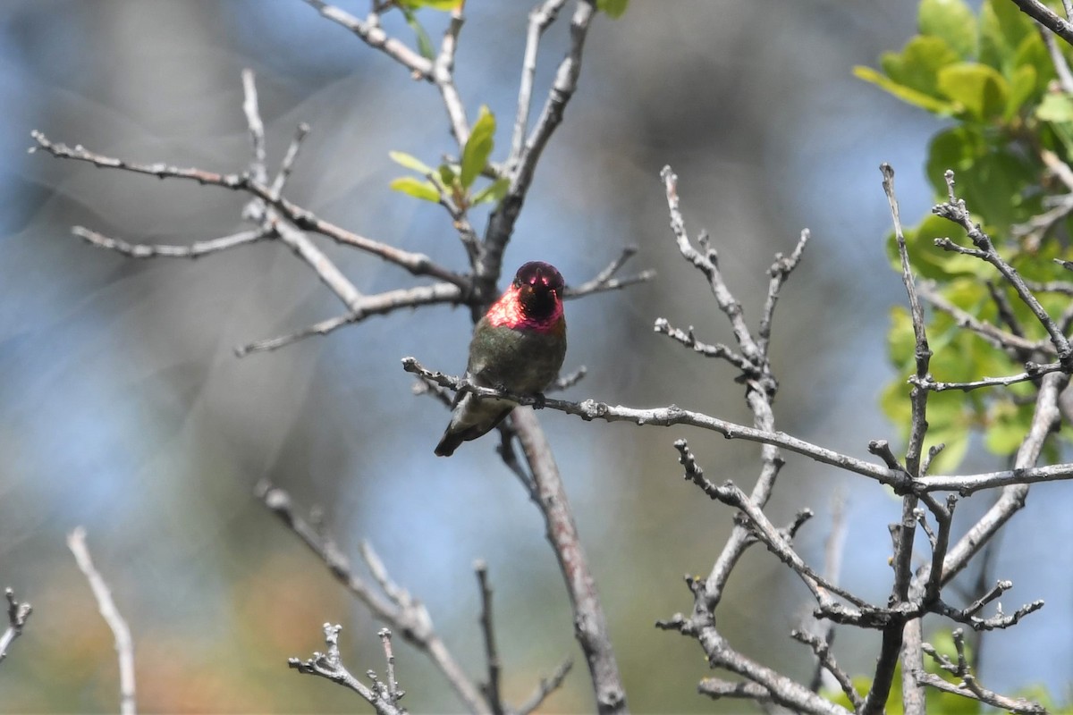 rødmaskekolibri - ML559337171