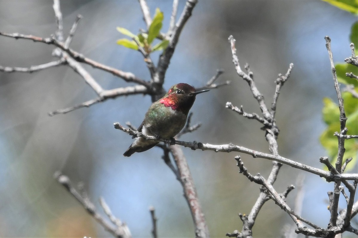 Anna's Hummingbird - ML559337181