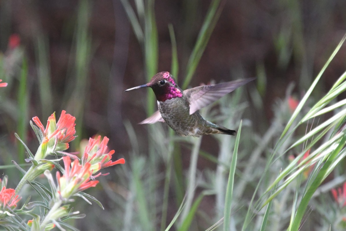 Anna's Hummingbird - Alan Bade