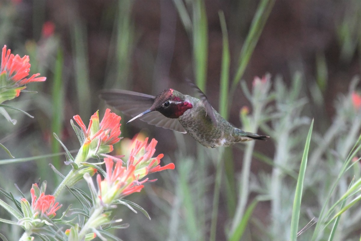 Anna's Hummingbird - ML559337201