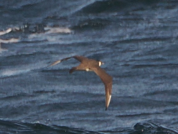 Pomarine Jaeger - ML559338641