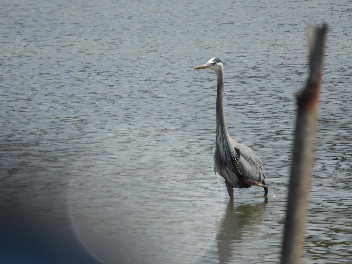 Garza Azulada - ML559340511