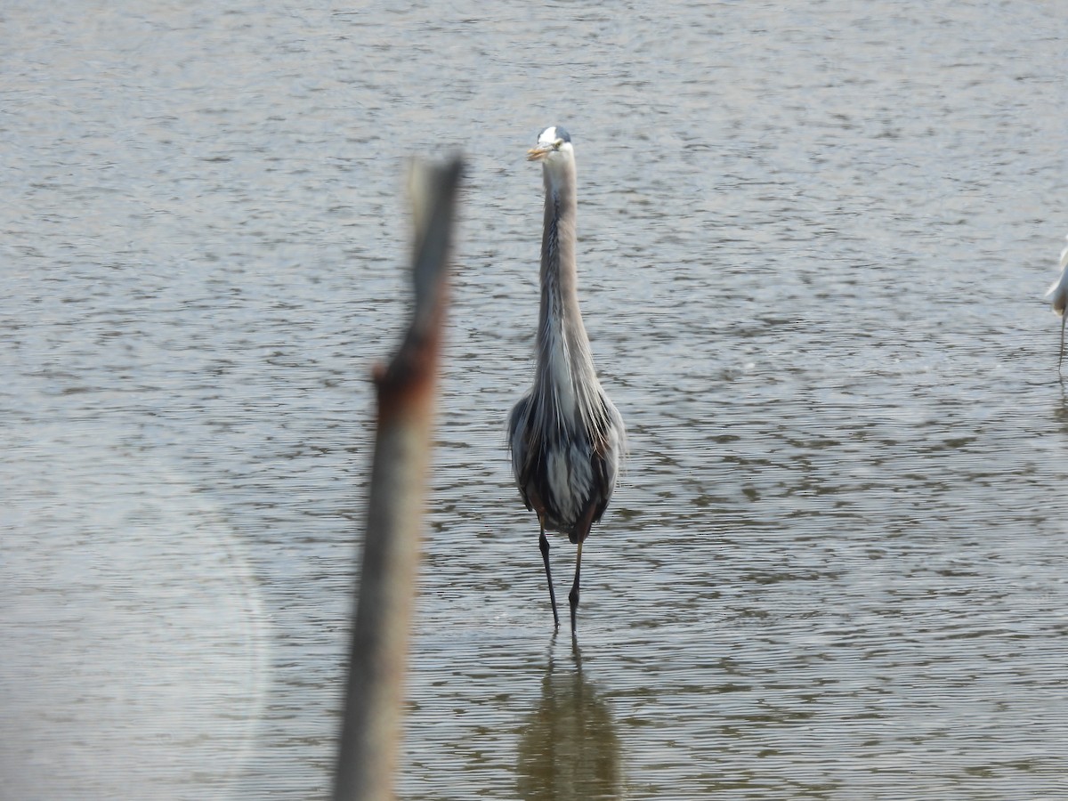 Great Blue Heron - ML559340521