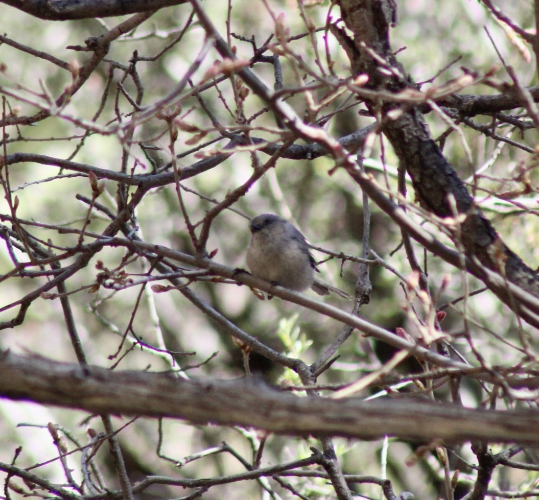 Bushtit - ML559341051