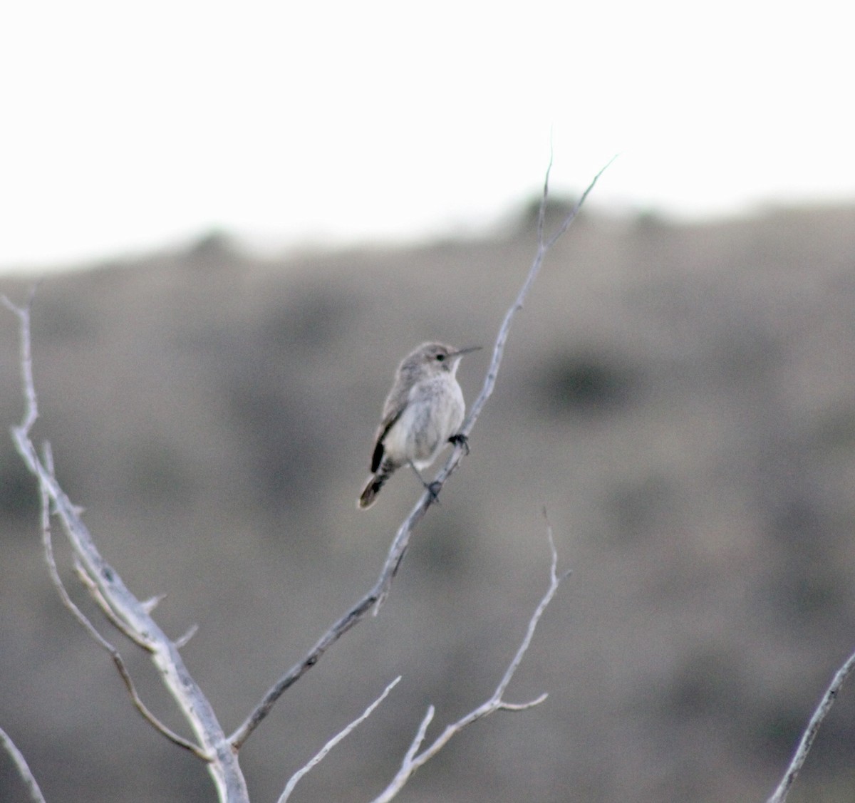 Rock Wren - ML559341081