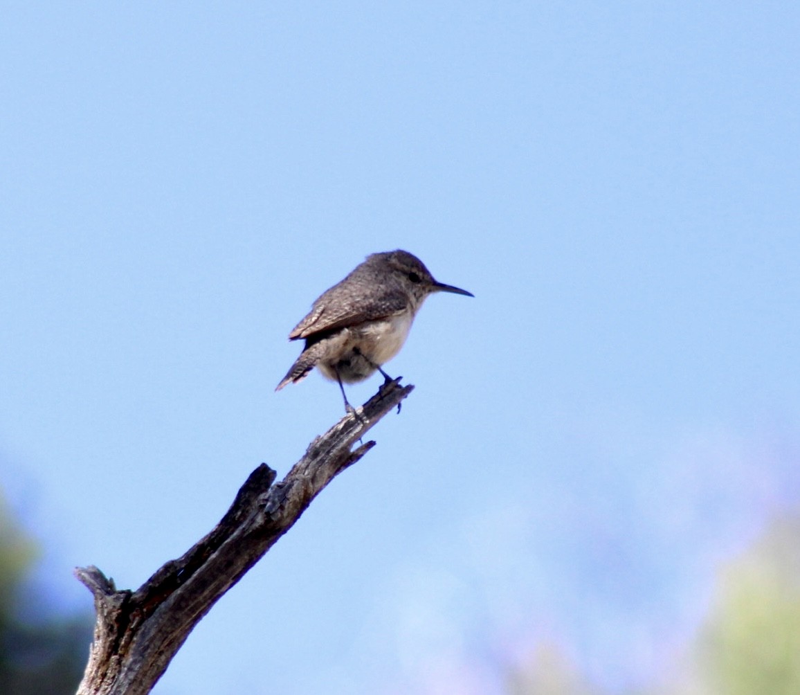 Rock Wren - ML559341101