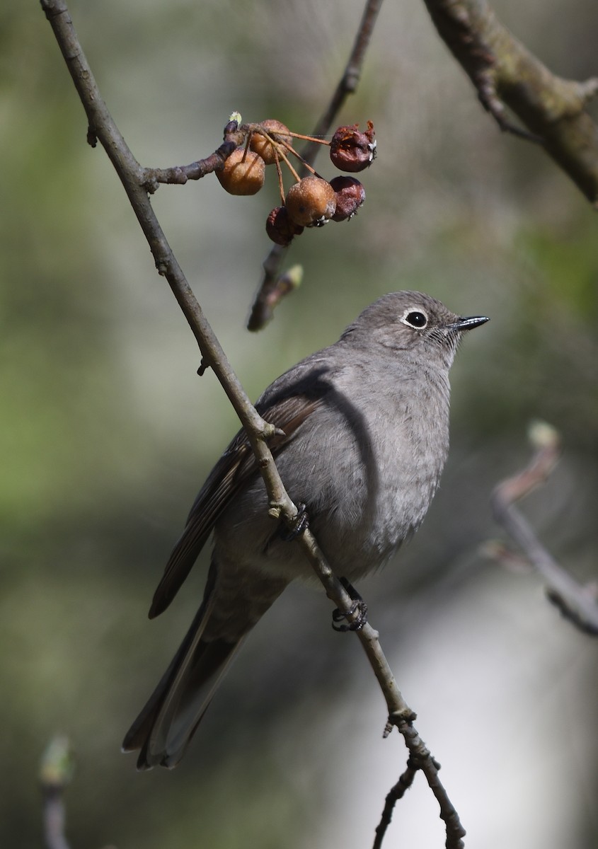 Townsend's Solitaire - ML559341321