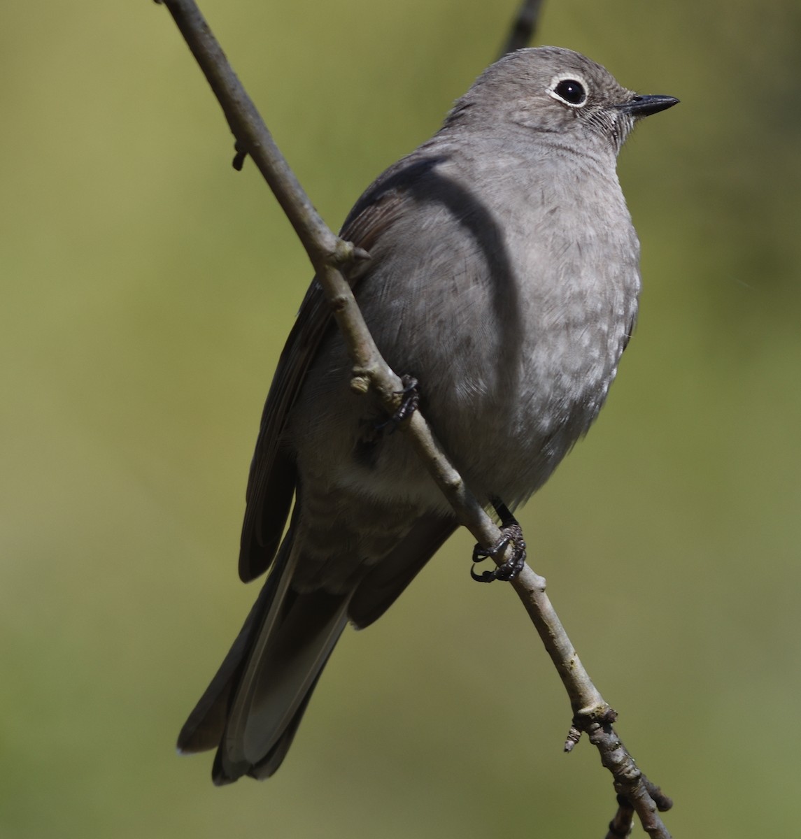 Townsend's Solitaire - ML559341331