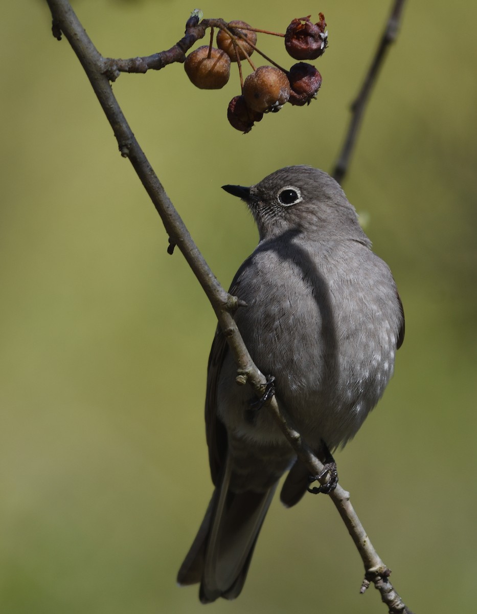 Townsend's Solitaire - ML559341341