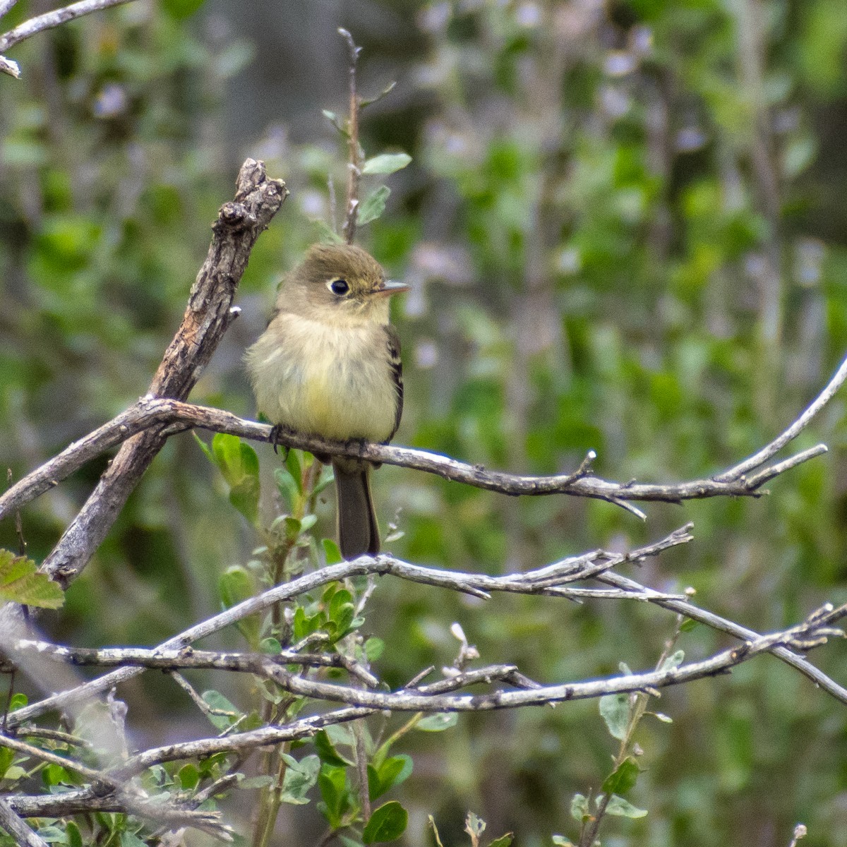 Western Flycatcher (Pacific-slope) - ML559341911