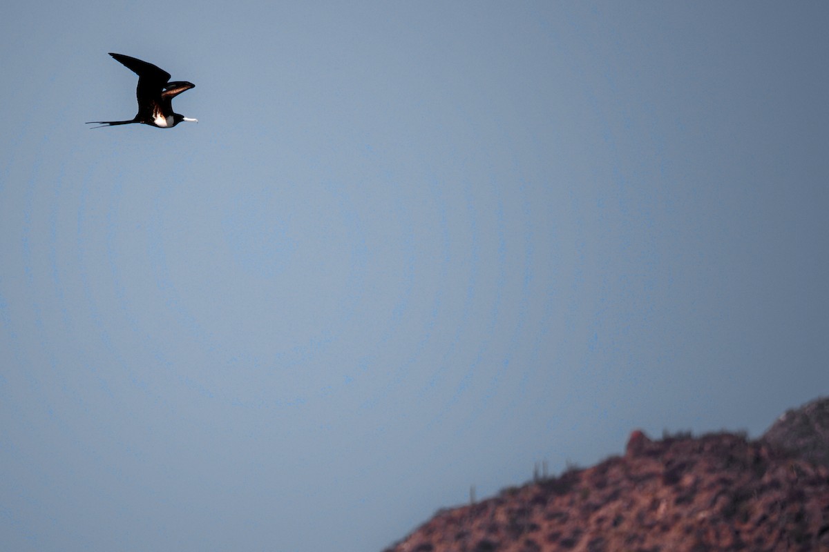 Magnificent Frigatebird - ML559342081