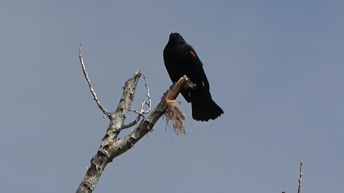 Red-winged Blackbird - ML559342541