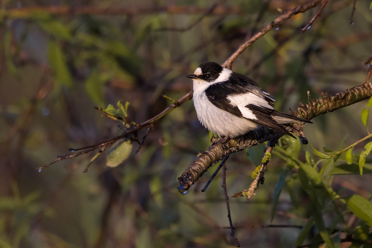 Collared Flycatcher - ML559342591