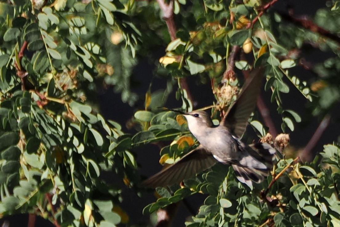 Costa's Hummingbird - ML559343171