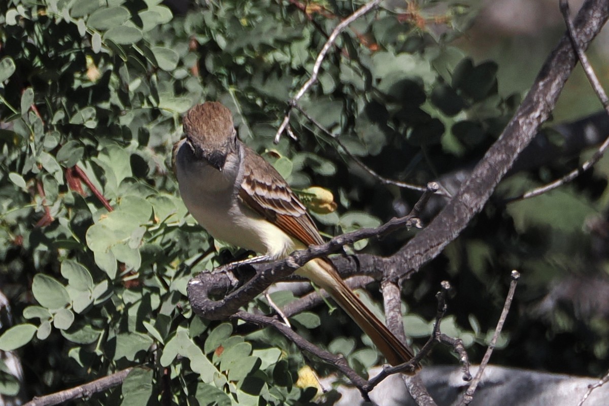 Ash-throated Flycatcher - ML559343191