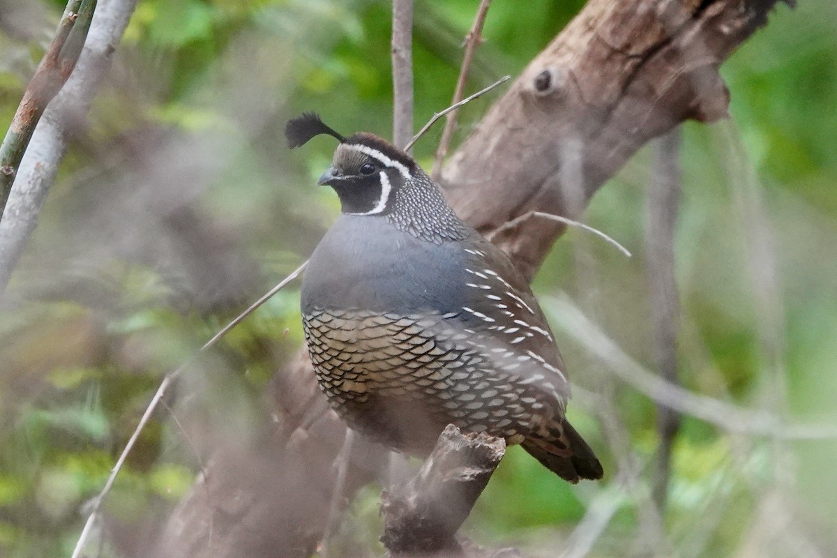 California Quail - ML559343531