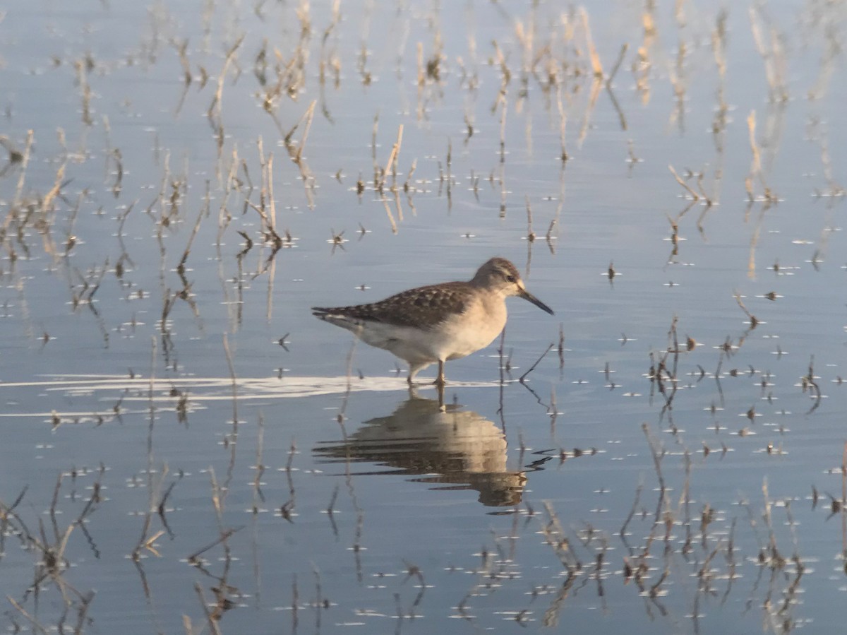 Bruchwasserläufer - ML559345541