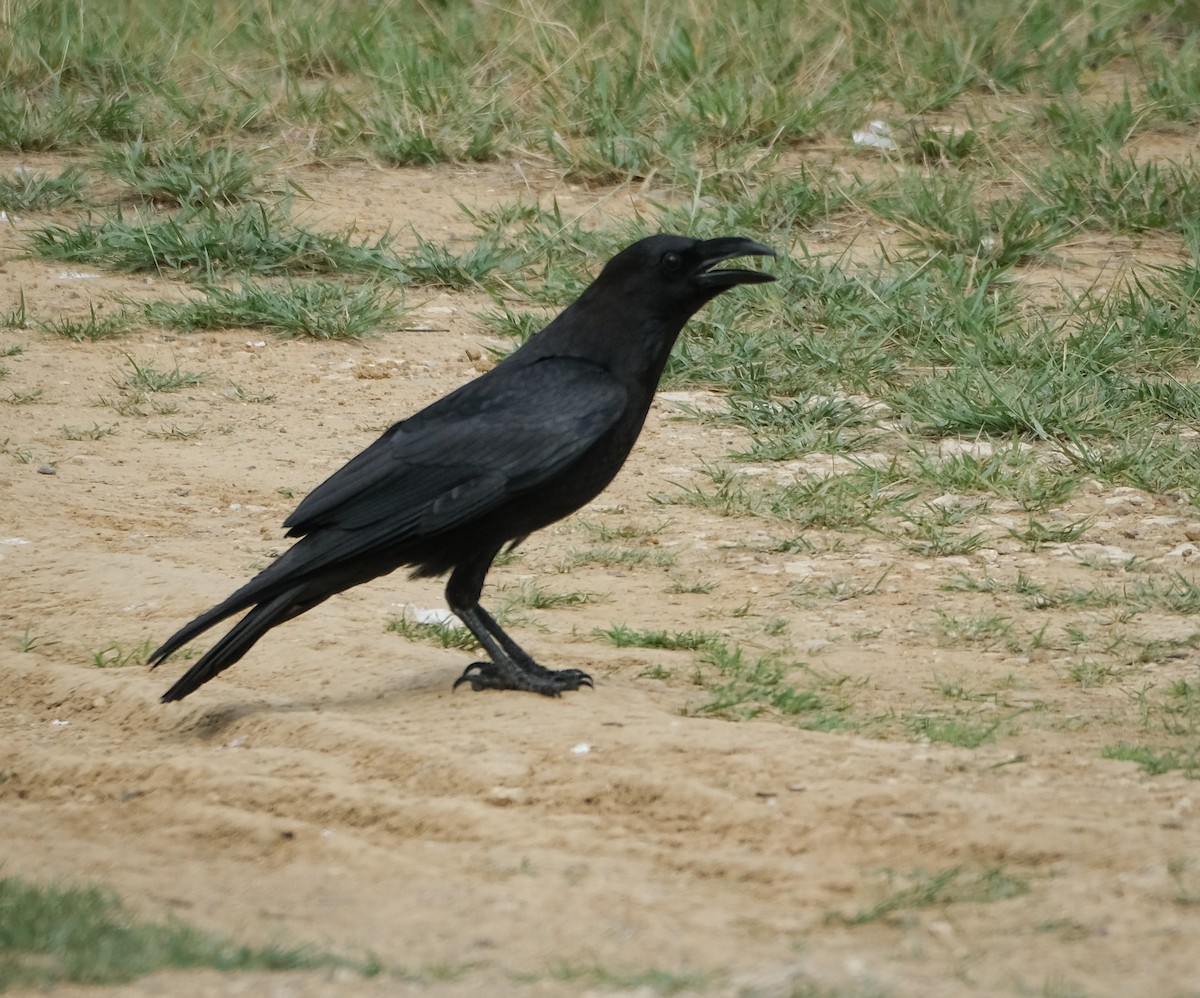 Chihuahuan Raven - ML559346421