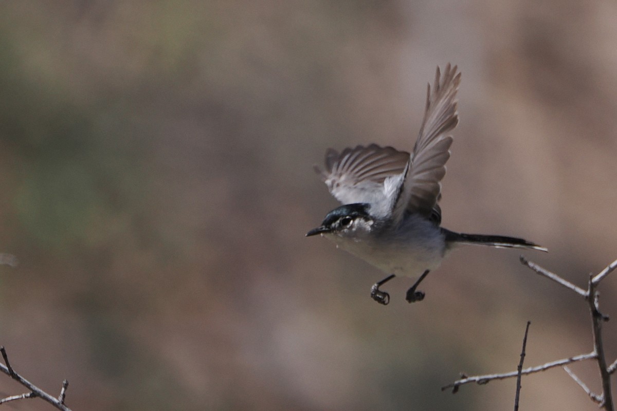 Black-tailed Gnatcatcher - steve b