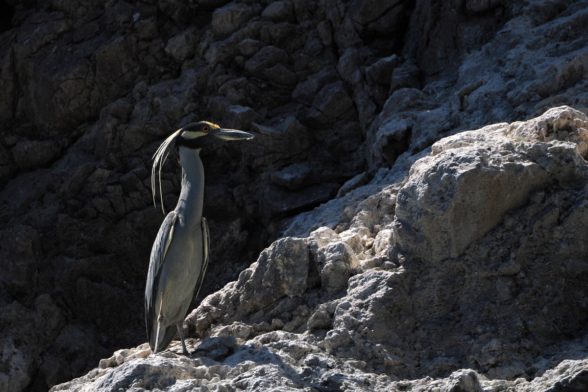 Yellow-crowned Night Heron - ML559348201