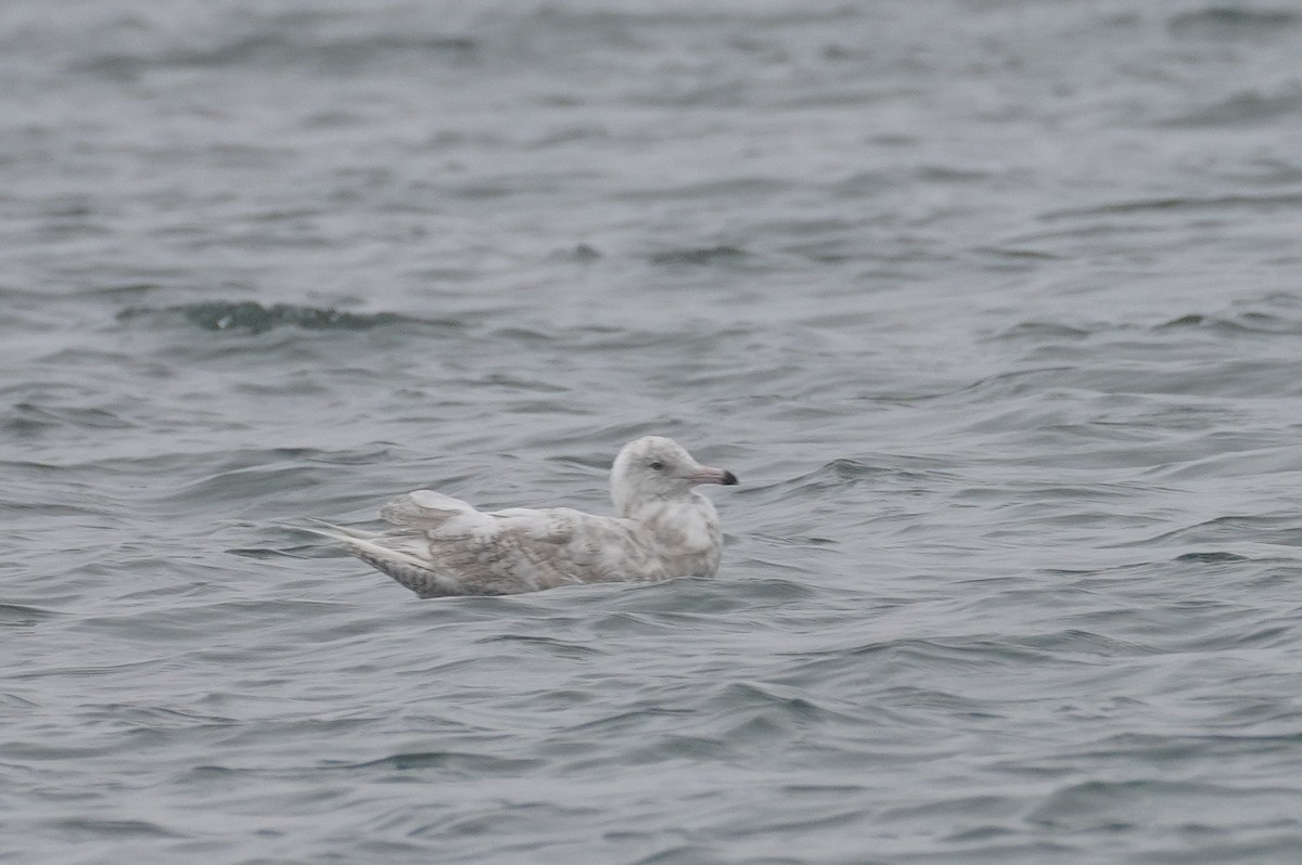 Glaucous Gull - ML559348241