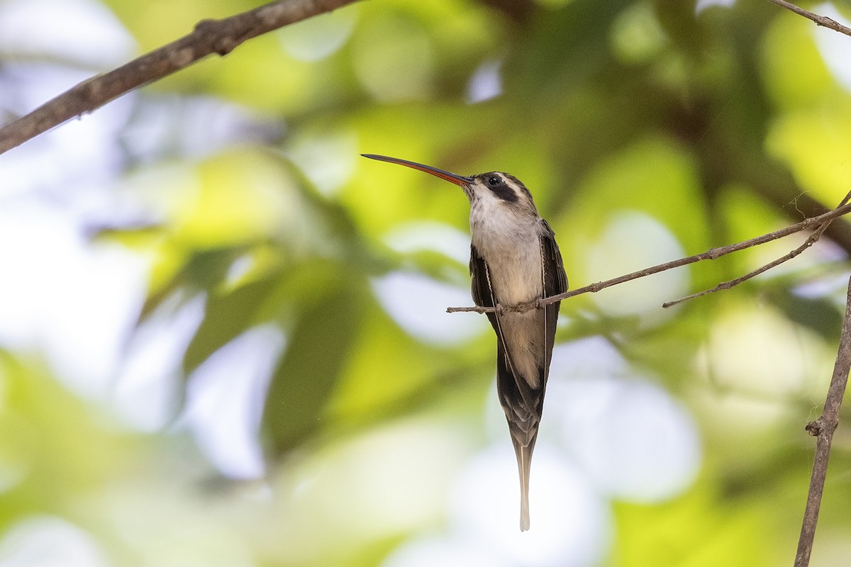 Pale-bellied Hermit - ML559348761