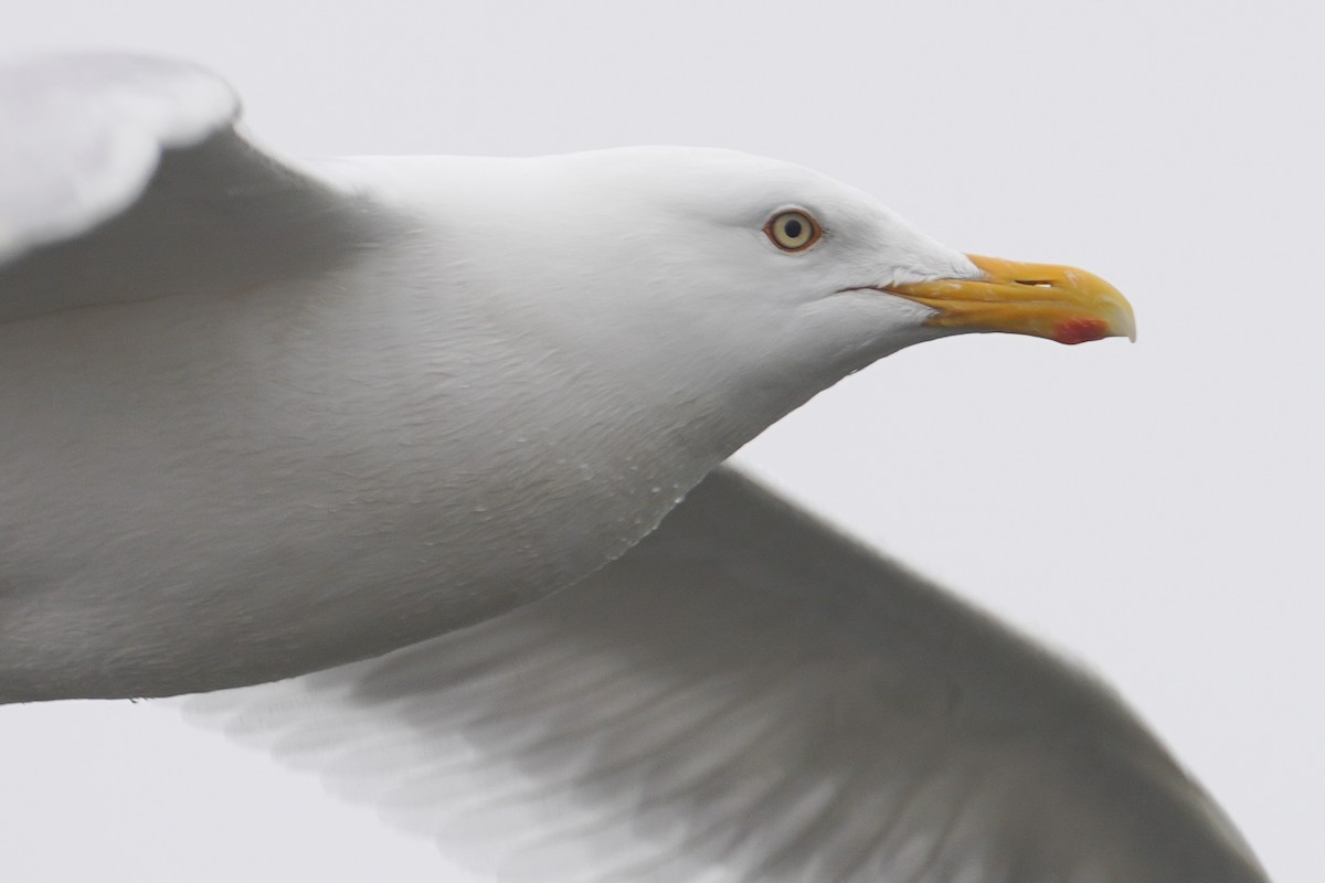 Glaucous Gull - ML559349001