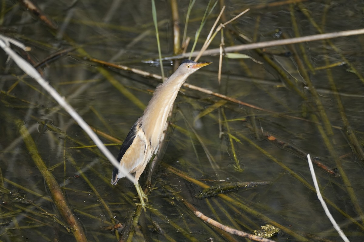 Little Bittern - Daniel Ferriz