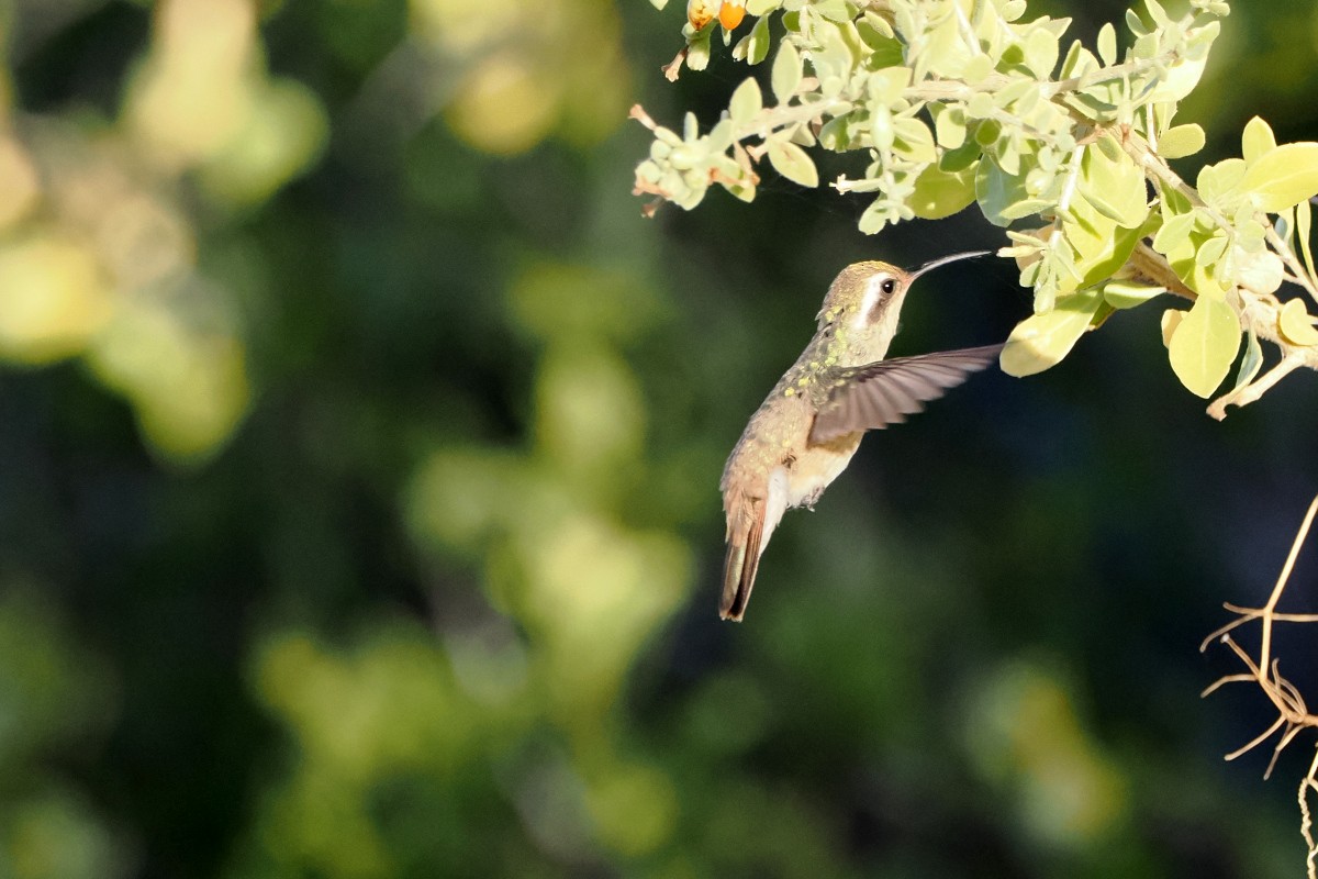 Xantus's Hummingbird - ML559349711