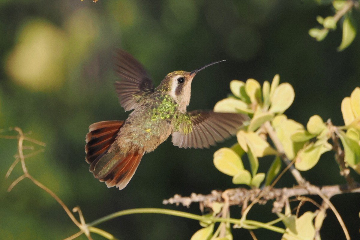 Xantus's Hummingbird - ML559349721