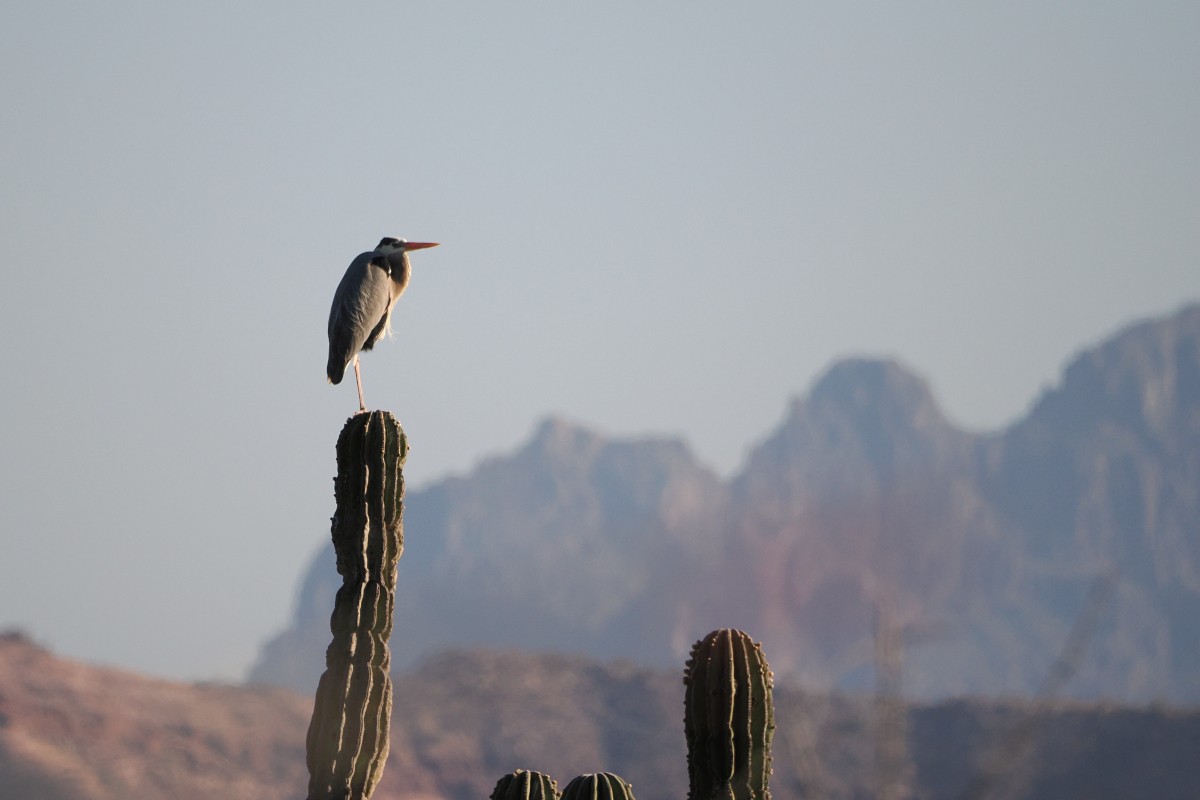 Great Blue Heron - ML559349751