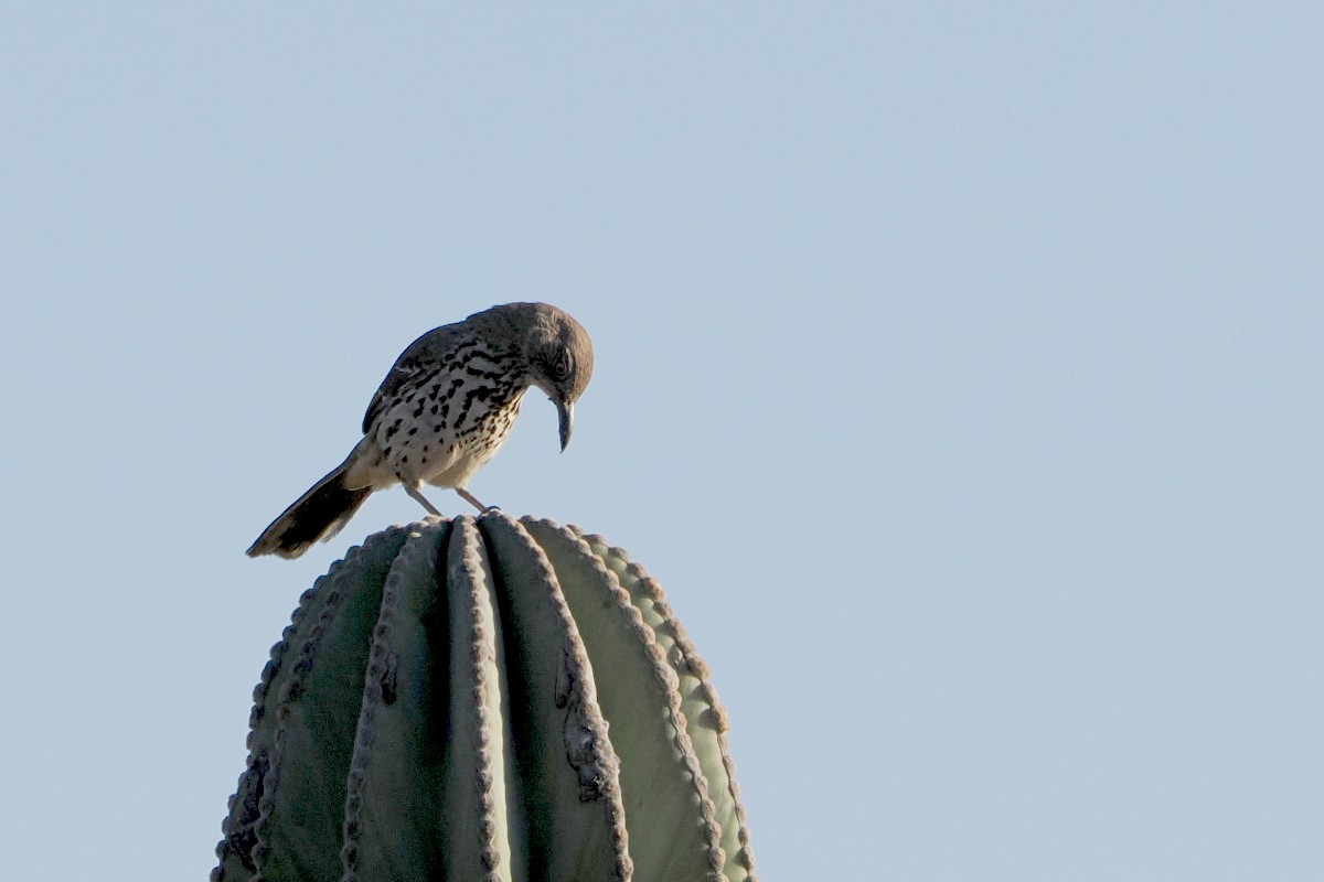 Gray Thrasher - ML559349801
