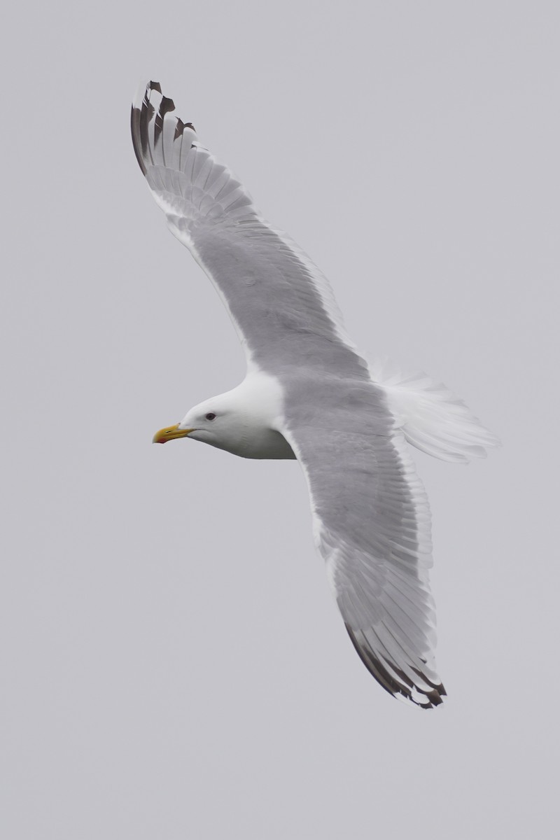 Iceland Gull (Thayer's) - ML559350381