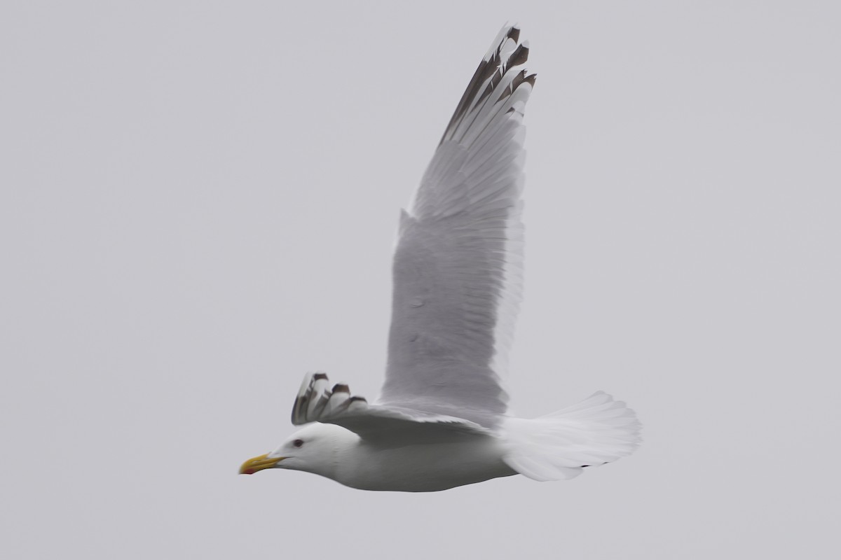 Iceland Gull (Thayer's) - ML559350421