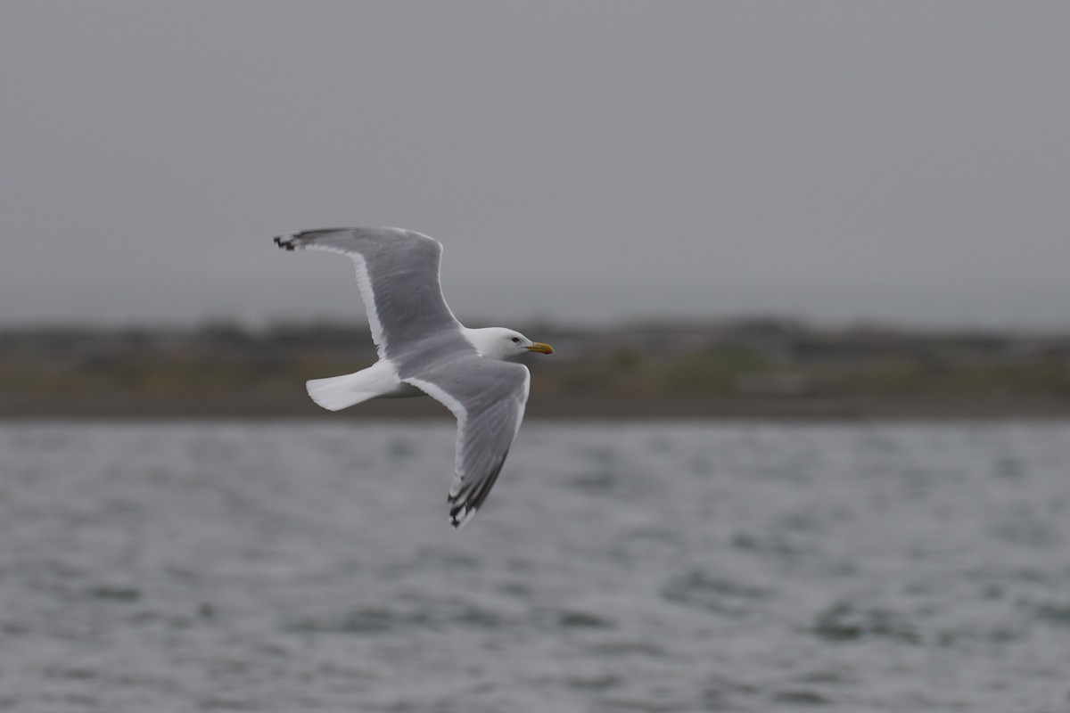 Iceland Gull (Thayer's) - ML559350511