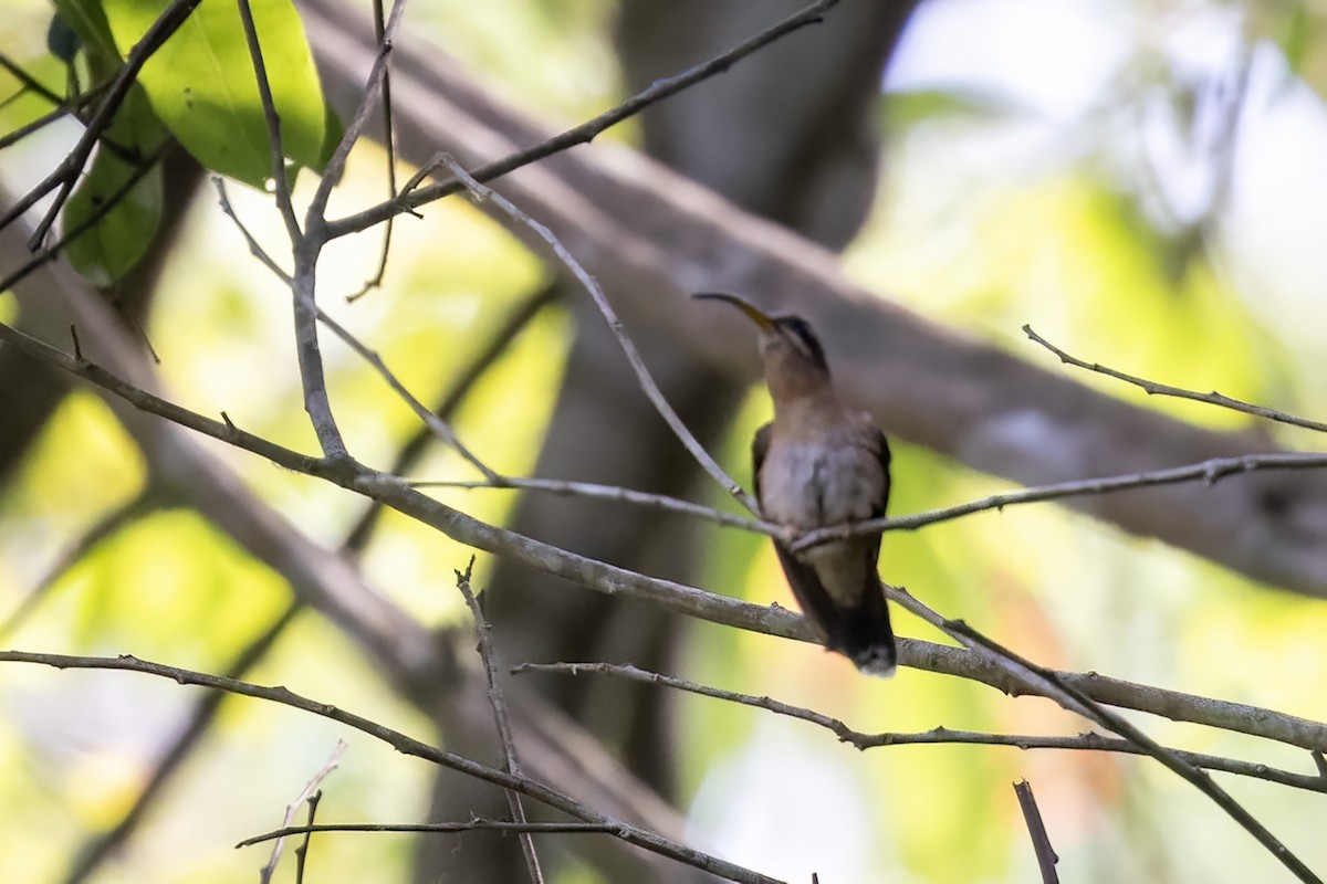 Rufous-breasted Hermit - ML559350741