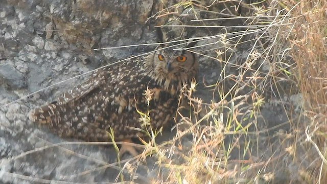 Rock Eagle-Owl - ML559352661